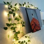 Green Dill / 5M 50LEDs