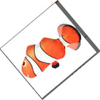 Clownfish B